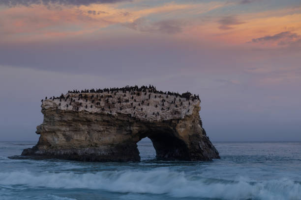 Cormorants perched over the last remaining natural bridge at sundown Natural Bridges State Beach, Santa Cruz, California, USA. monterey bay stock pictures, royalty-free photos & images