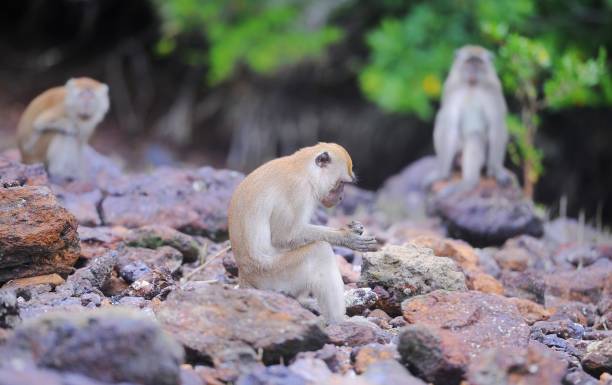 istock Animals and wildlife 1330443074