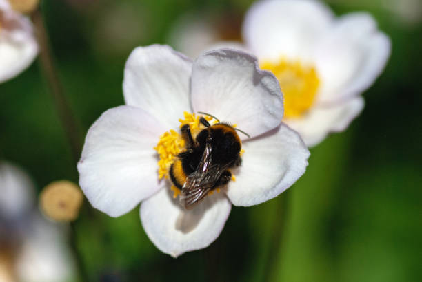 Bumblebee on white anemone flower in full sun