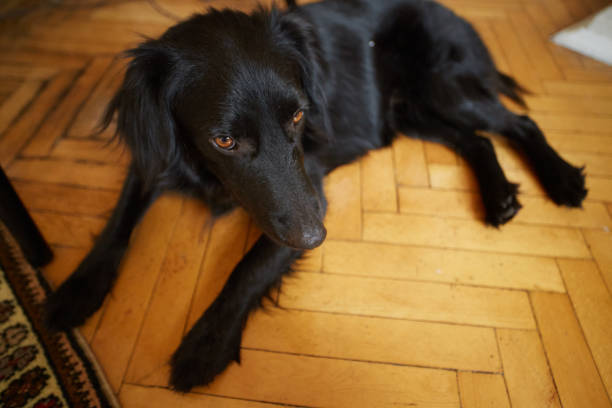 istock cute dog in the gym 1330447632