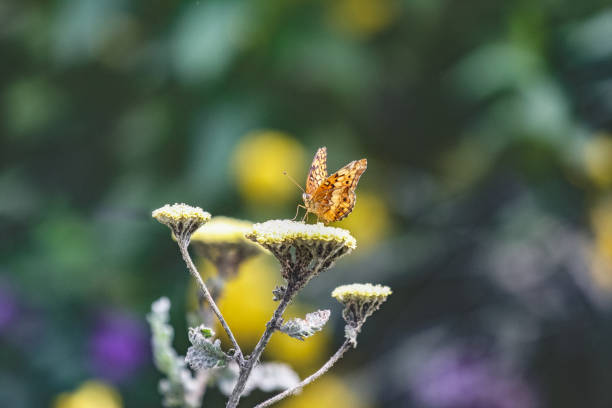 orange butterfly stock photo