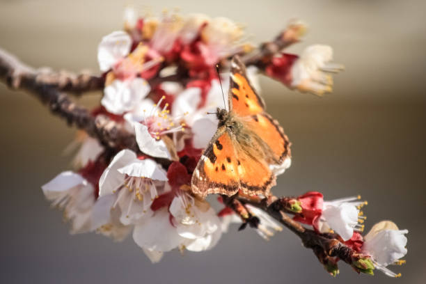 butterfly on apricot blossoms stock photo