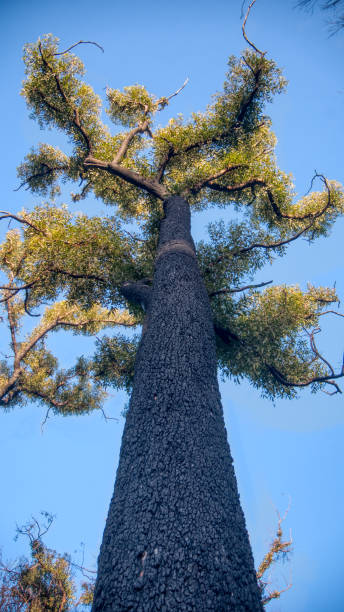 istock A fire affected Eucalyptus tree with epicormic shoots, a year after wildfires in December 2019 affected the Mallacoota region in Gippsland, eastern Victoria, Australia. 1330452271