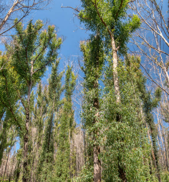 istock Fire affected Eucalyptus trees with epicormic shoots, a year after wildfires in December 2019 affected the Mallacoota region in Gippsland, eastern Victoria, Australia. 1330452554