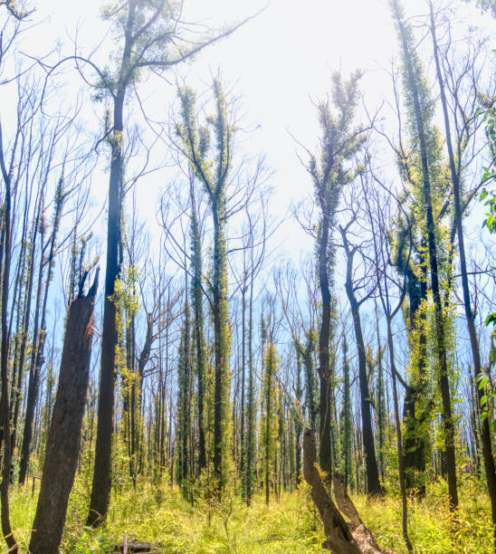 50+ Gippsland Fires Fotografías de stock, fotos e imágenes libres de