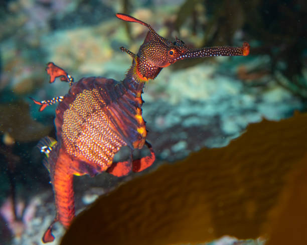 Weedy Sea Dragon Weedy Sea Dragon Bicheno Tasmania seadragons photos stock pictures, royalty-free photos & images