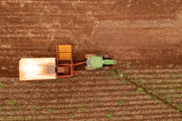istock Potato harvest Tasmania 1330457320