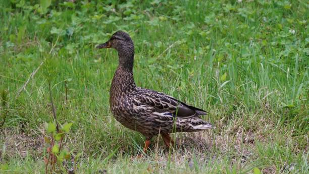istock Cute mallard parent and child 1330457326