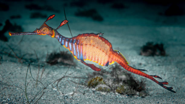 Weedy Sea Dragon Weedy Sea Dragon Bicheno Tasmania seadragons photos stock pictures, royalty-free photos & images