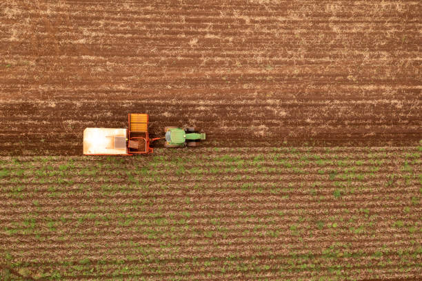 istock Potato harvest Tasmania 1330457387