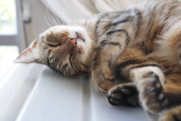 istock Cat sleeping in the house 1330457507