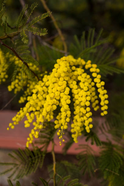 An Acacia decurrens, Early Black Wattle, can be found in the Australian Discovery Area of The Los Angeles County Arboretum and Botanic Garden, in Arcadia, Ca.
