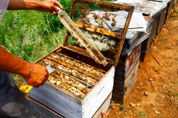 istock The honeycomb and the bees 1330458484
