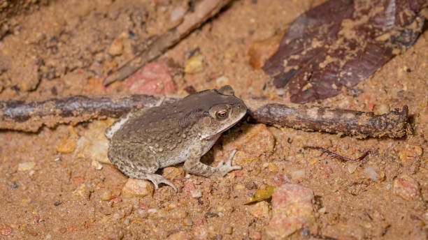 istock Asian Common Toad (Duttaphrynus melanostictus) standing on soil ground in the rainforest at night. Gunung Lambak, Kluang, Malaysia. Ppoison animal amphibian. 1330459290