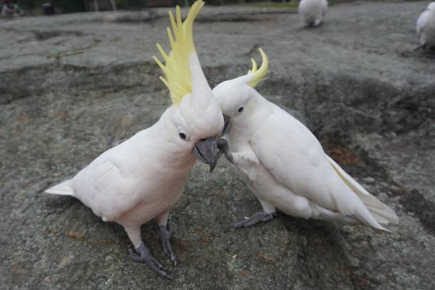 One Cockatoo whispering in Another's Ear Sydney, NSW, Australia, July 14, 2021. sulphur crested cockatoo (cacatua galerita) stock pictures, royalty-free photos & images