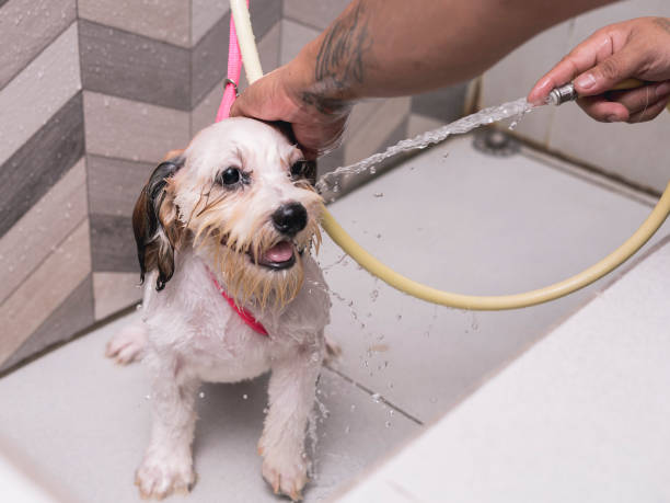 um lhasa apso recebe um banho legal com uma mangueira após um corte de cabelo em um salão de beleza de cães. - lhasa apso - fotografias e filmes do acervo