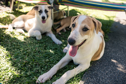 A couple of 4 month old puppies lie in the shade to get away from the summer heat.