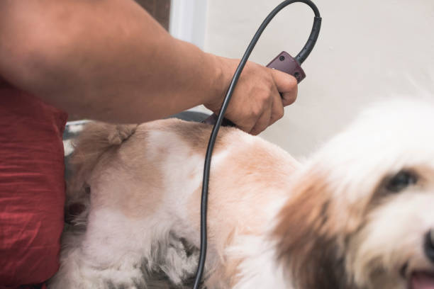 un peluquero de mascotas utiliza un cortador de pelo para recortar el pelaje de un cachorro joven de lhasa apso. conseguir un corte de pelo en un salón de peluquería de perros. - fur trim fotografías e imágenes de stock