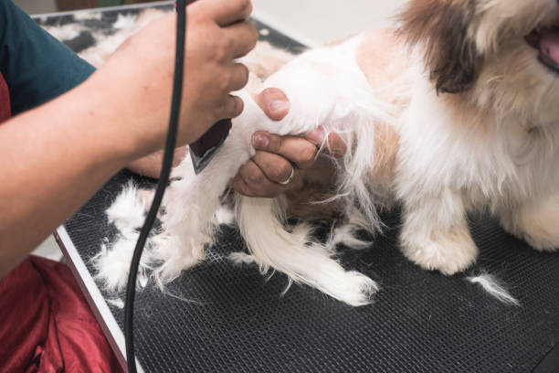 un peluquero de mascotas utiliza un cortador de pelo para recortar el pelaje en la pierna de un joven lhasa apso. conseguir un corte de pelo en un salón de peluquería de perros. - fur trim fotografías e imágenes de stock