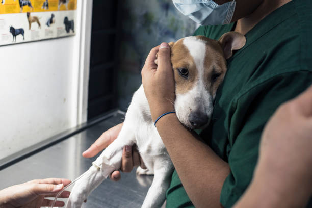 A veterinarian inserts an IV line into a sick puppy's leg while an assistant secures him in place. Hospital treatment for canine parvovirus, distemper, or other illness. A veterinarian inserts an IV line into a sick puppy's leg while an assistant secures him in place. Hospital treatment for canine parvovirus, distemper, or other illness. canine stock pictures, royalty-free photos & images