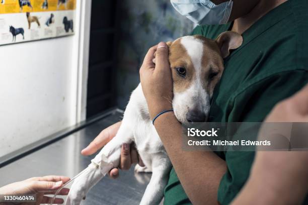 A Veterinarian Inserts An Iv Line Into A Sick Puppys Leg While An Assistant Secures Him In Place Hospital Treatment For Canine Parvovirus Distemper Or Other Illness Stock Photo - Download Image Now