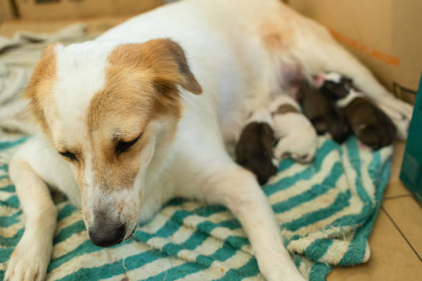 787 Animal Giving Birth Stock Photos, Pictures & Royalty-Free Images - iStock 787 Animal Giving Birth Stock Photos, Pictures & Royalty-Free Images - iStock