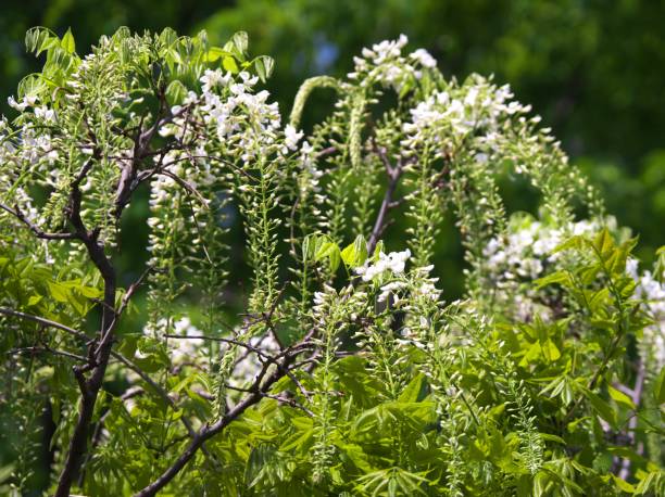 istock Beautiful wisteria flowers 1330466445