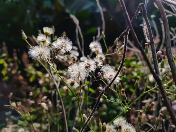 Cyanthillium cinereum is a species of perennial plants in the sunflower family. The species is native to tropical Africa and to tropical Asia and has become naturalized in Australia, Mesoamerica, etc.