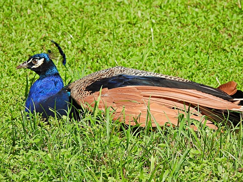 Whole single male peacock sitting on green grass. Sunny day. Vibrant.