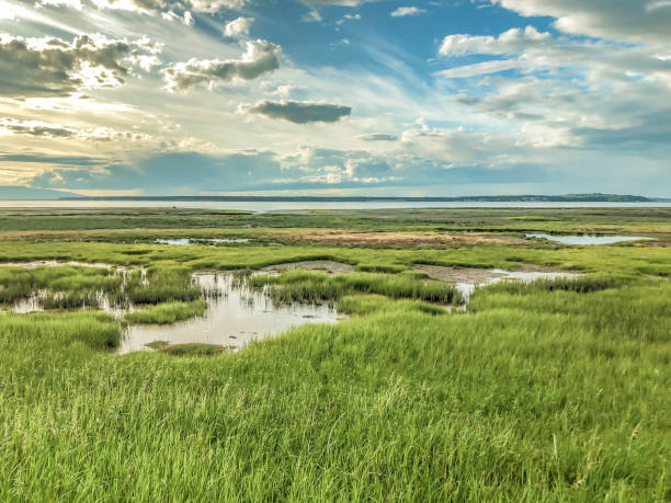 istock Bird Wetlands of Anchorage, Alaska 1330468967