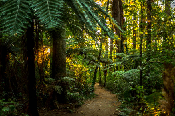 istock Rotorua Redwoods park 1330473052