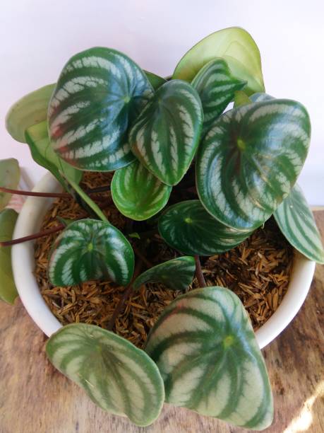 istock Deep Green Peperomia Watermelon Flower 1330474065
