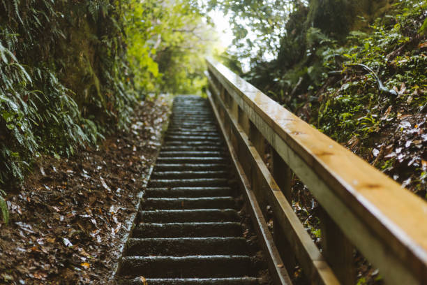 istock Rotorua Redwoods park 1330475108