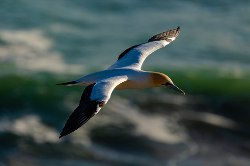 Australasian Gannets circling the sea cliffs between Muriwai and Maori bay on the west coast of the North Island of New Zealand