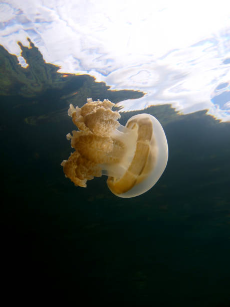 istock Jellyfish in the lake. 1330478383