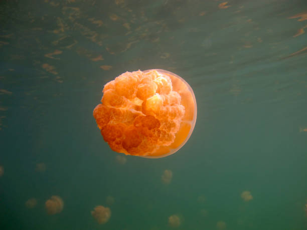 istock Jellyfish in the lake. 1330478385