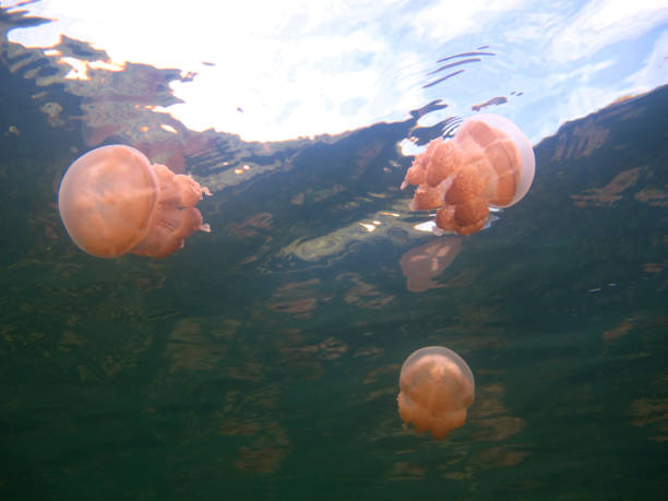istock Jellyfish in the lake. 1330478404