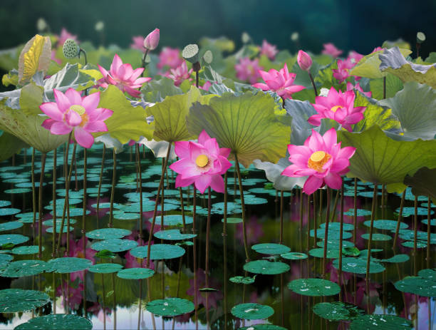 Fine art - Beautiful pink lotus flower in the lake Fine art - Beautiful pink lotus flower in the lake white lotus stock pictures, royalty-free photos & images