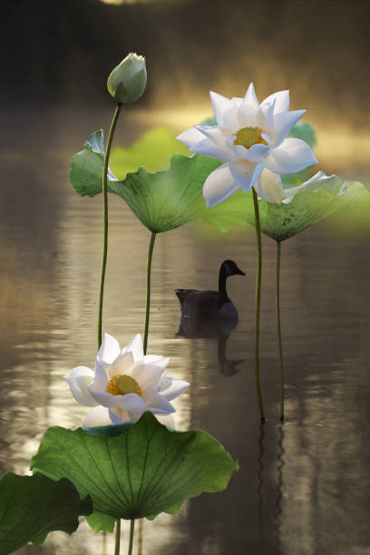 Fine art - Beautiful white lotus flower and a duck on a lake Fine art - Beautiful white lotus flower and a duck on a lake white lotus stock pictures, royalty-free photos & images