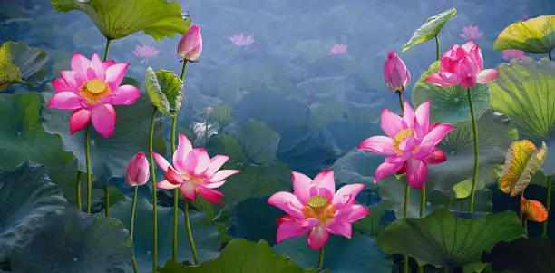 Beautiful pink lotus flower in the lake and lotus flower plants, pure pink lotus flower.