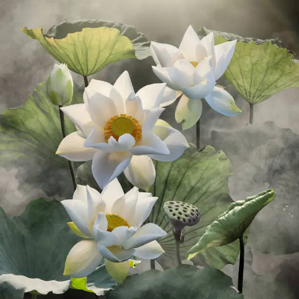 Fine art - Beautiful white lotus flower and lotus flower plants, pure white lotus flower, symbol of VietNam.