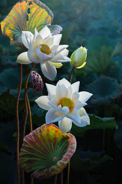 Fine art - Beautiful white lotus flower and lotus flower plants, pure white lotus flower, symbol of VietNam. Fine art - Beautiful white lotus flower and lotus flower plants, pure white lotus flower, symbol of VietNam. white lotus stock pictures, royalty-free photos & images