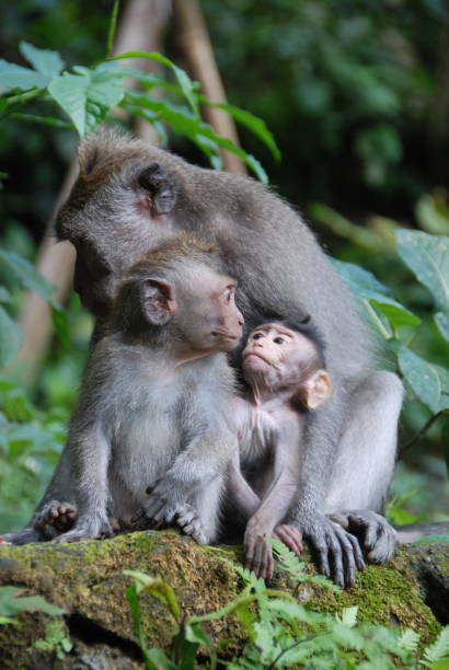 istock Monkeys in the nature. 1330478724