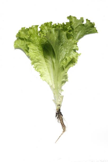 istock green lettuce isolated on white background flat lay 1330484990