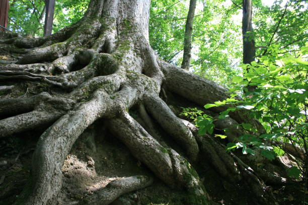 roots of tree The roots of a very large tree origins stock pictures, royalty-free photos & images