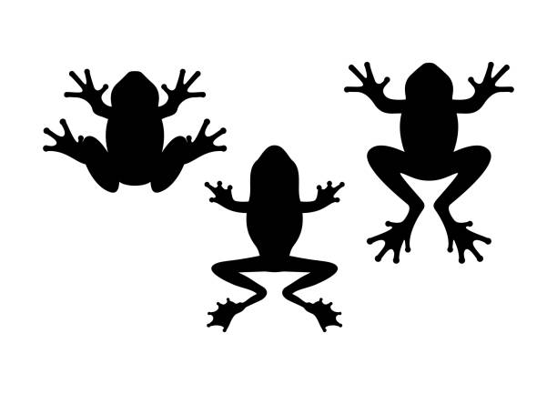 ilustraciones, imágenes clip art, dibujos animados e iconos de stock de silueta de la rana. - sapo