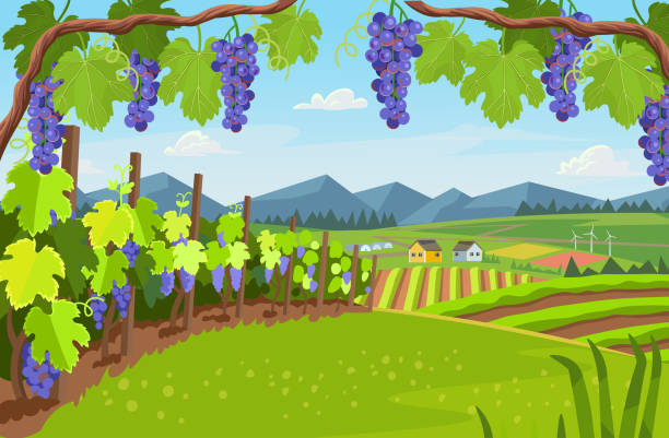 пейзаж с виноградником. фон деревень с полями теплиц и винограда на переднем плане. пейзаж с холмами, лугами, голубым небом. векторный банне� - vineyard stock illustrations