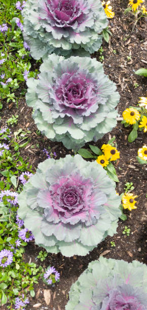 istock Very nices flowers in a garden 1330490043