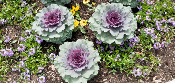 istock Very nices flowers in a garden 1330490054