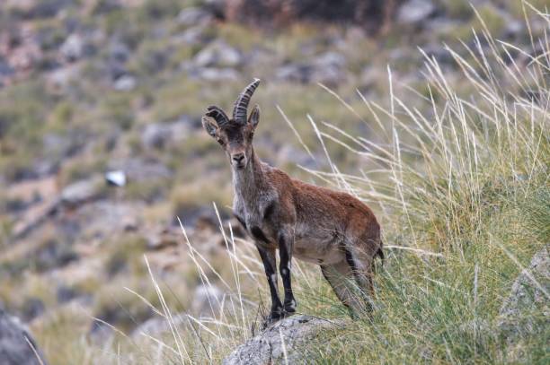 istock Wild mammals in their environment 1330490327